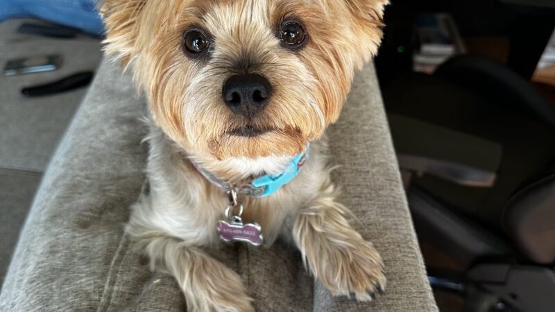 KIWIdogz - Folsom, PA