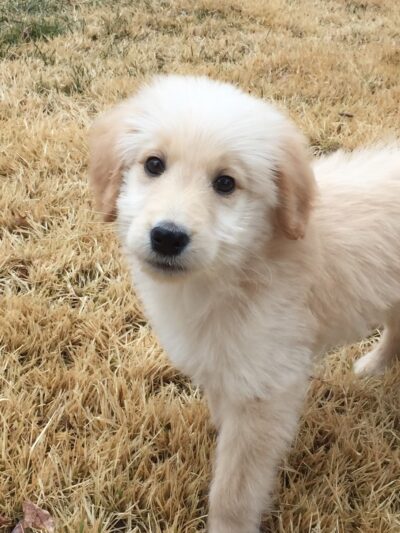 For Love of Dogs - ,