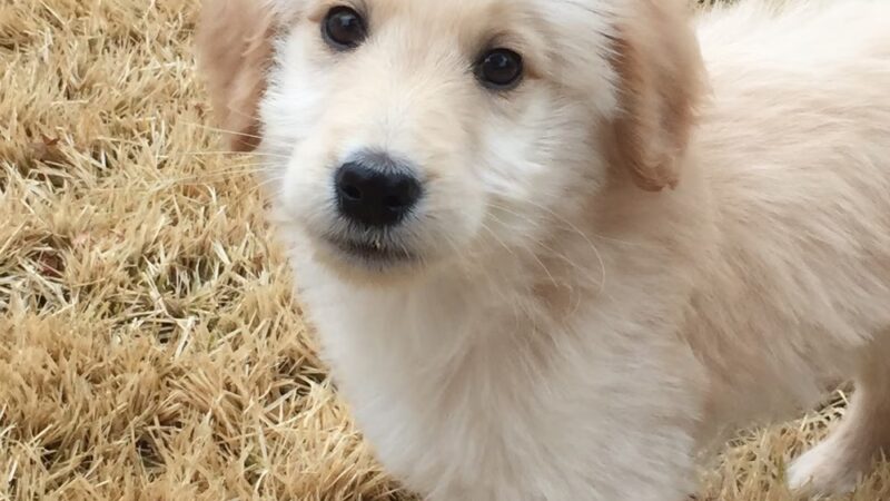 For Love of Dogs - ,