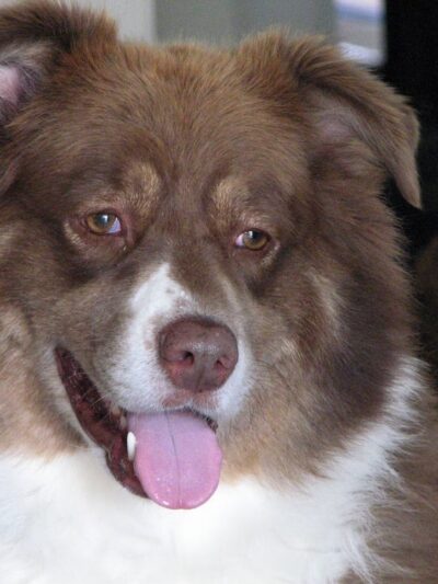 For Love of Dogs - ,