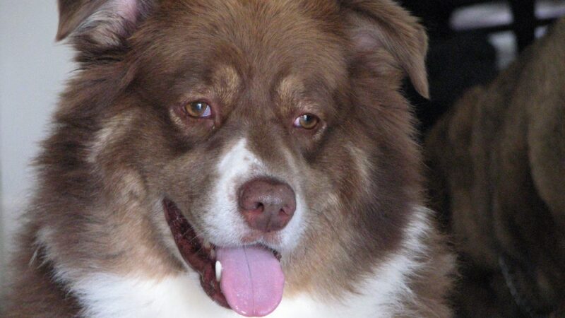 For Love of Dogs - ,