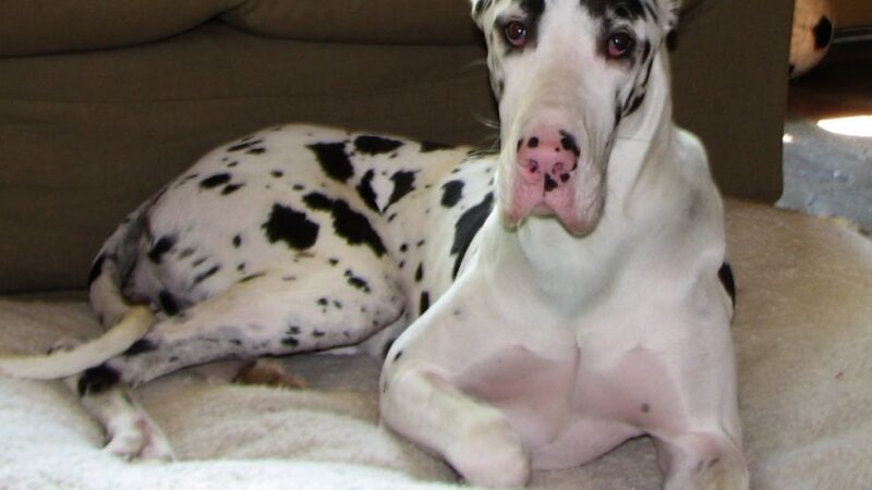 For Love of Dogs - ,