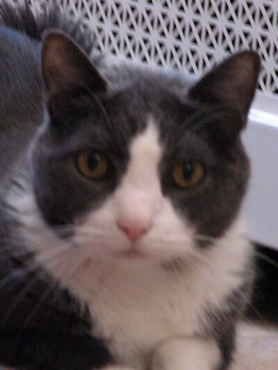 For Love of Dogs - ,