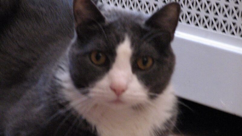 For Love of Dogs - ,