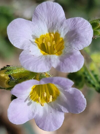 Bearpaw Reserve - Forest Falls, CA