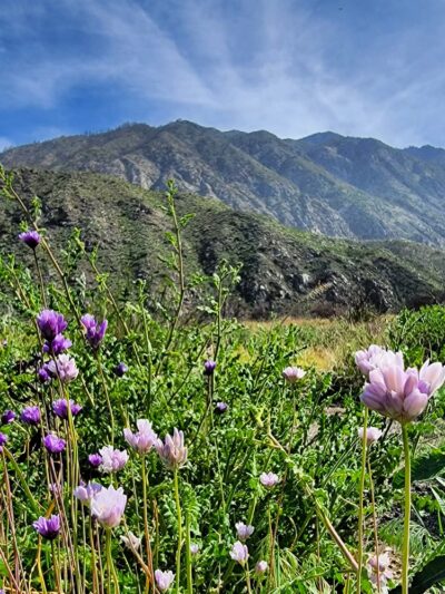 Bearpaw Reserve - Forest Falls, CA