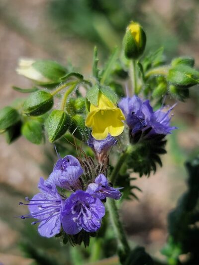 Bearpaw Reserve - Forest Falls, CA