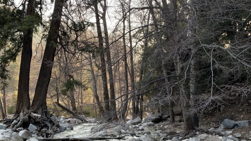 Momyer Creek Trail 1E06 - Forest Falls, CA