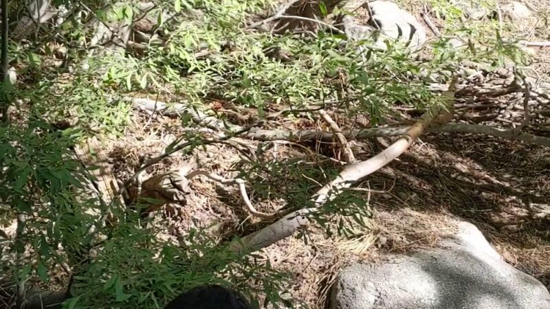 Vivian Creek Trailhead 1E08 - Forest Falls, CA