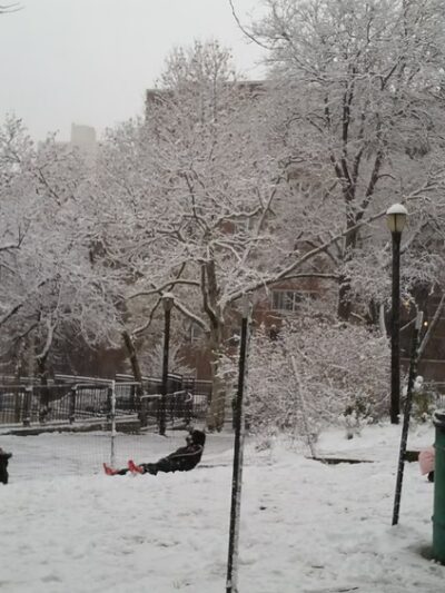 Yellowstone Park - Forest Hills, NY