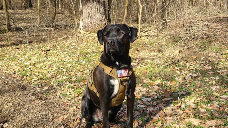 Chickering Trailhead - Forest Hills, TN