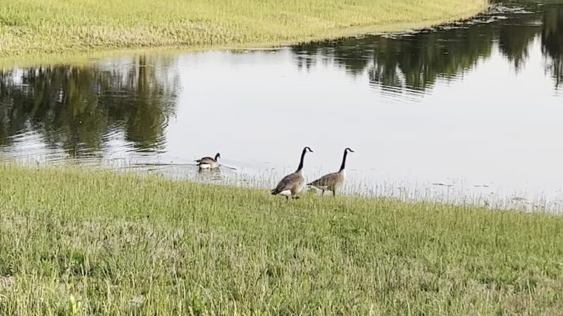 Oglesby Park - Foristell, MO