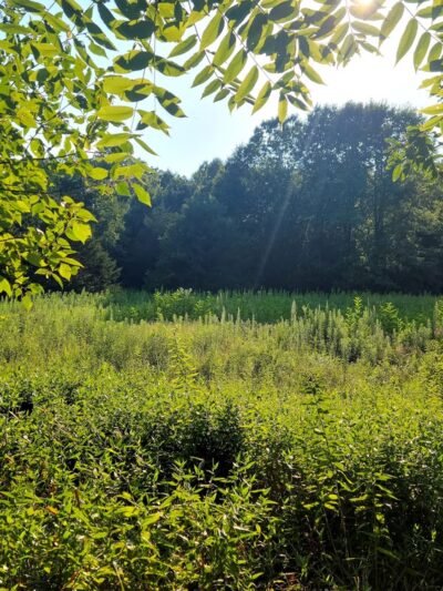 Oglesby Park - Foristell, MO