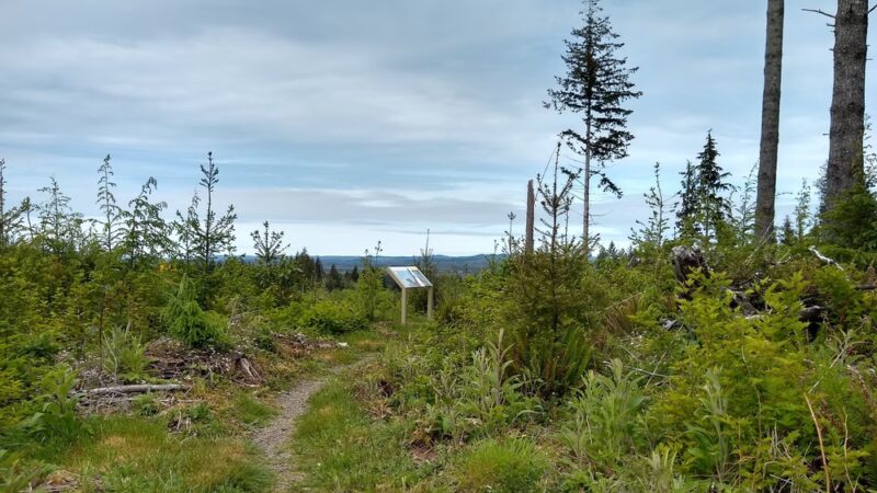 Reade Hill Trailhead - Forks, WA