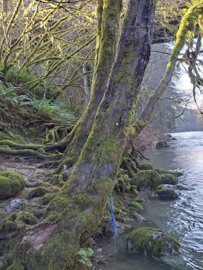 Calawah River Park - Forks, WA