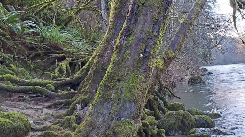 Calawah River Park - Forks, WA