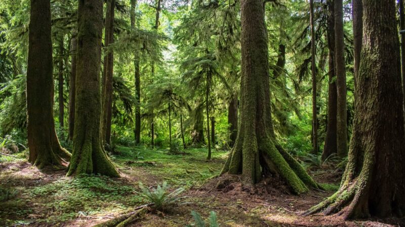 Elk Creek Conservation Area - Forks, WA