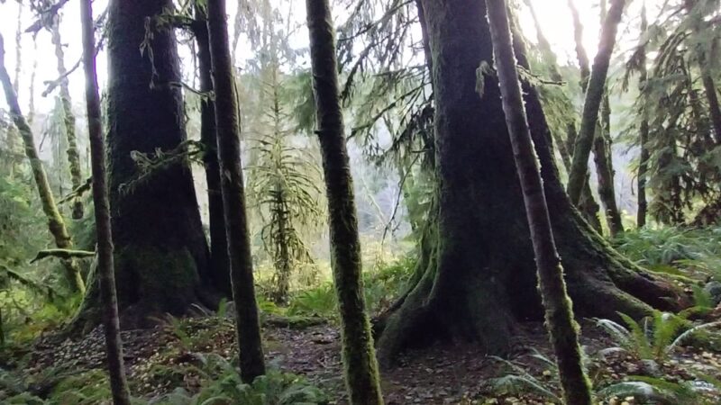 Elk Creek Conservation Area - Forks, WA