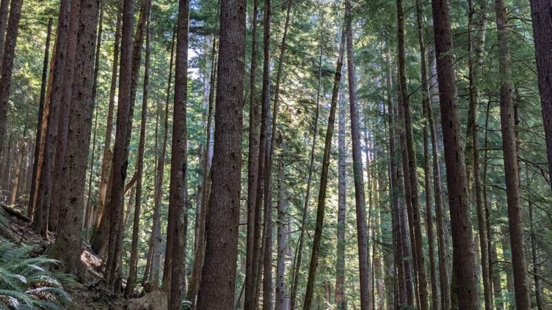 Elk Creek Conservation Area - Forks, WA