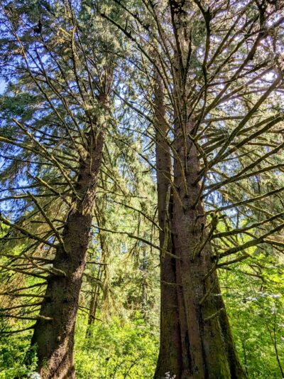 Floyd M Thorton nature trail - Forks, WA