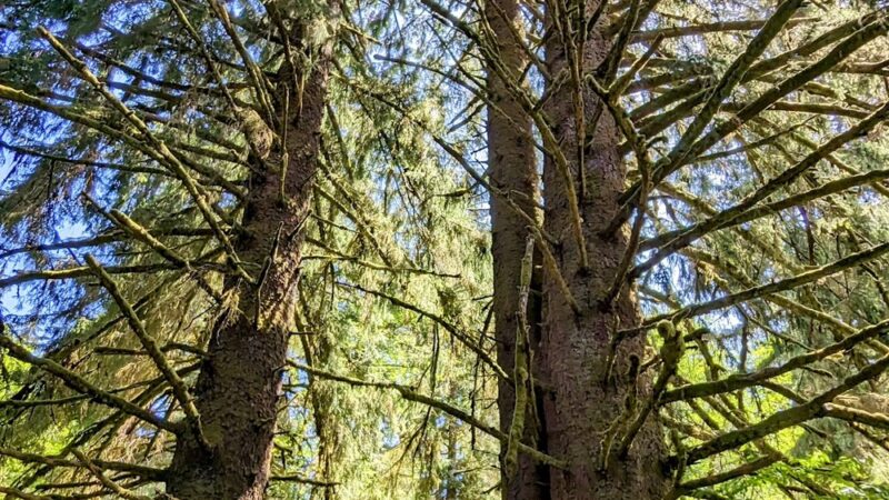 Floyd M Thorton nature trail - Forks, WA