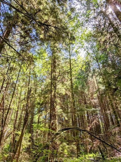 Floyd M Thorton nature trail - Forks, WA