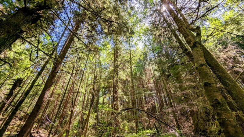 Floyd M Thorton nature trail - Forks, WA