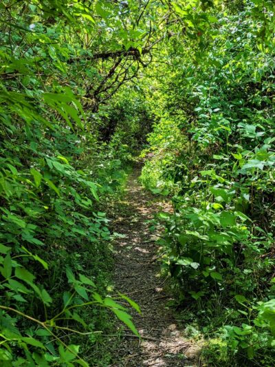 Floyd M Thorton nature trail - Forks, WA