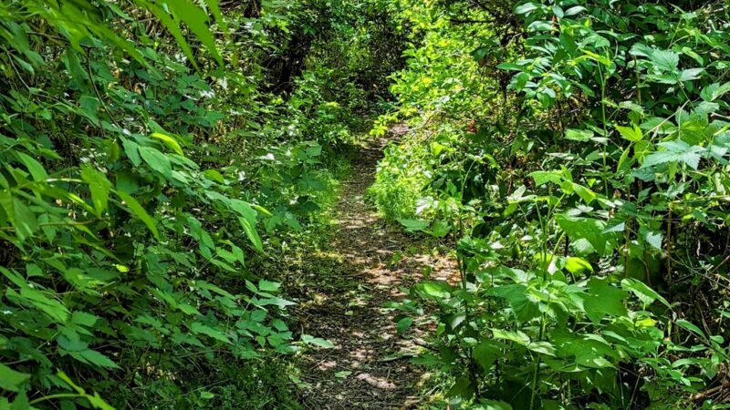 Floyd M Thorton nature trail - Forks, WA