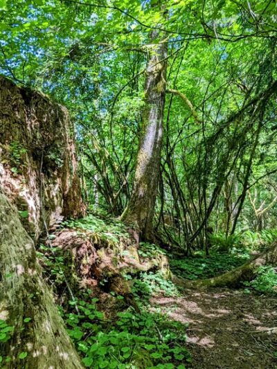 Floyd M Thorton nature trail - Forks, WA