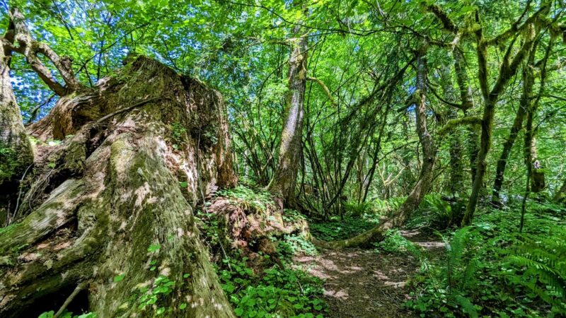 Floyd M Thorton nature trail - Forks, WA