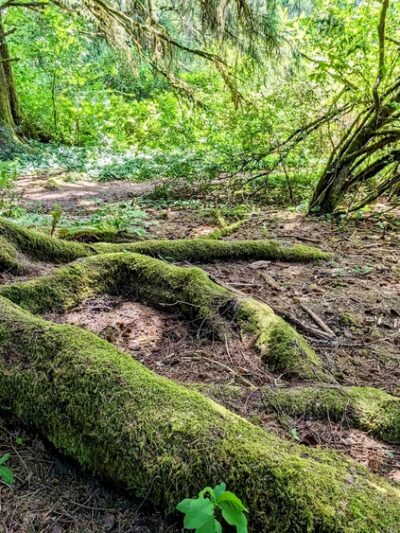 Floyd M Thorton nature trail - Forks, WA
