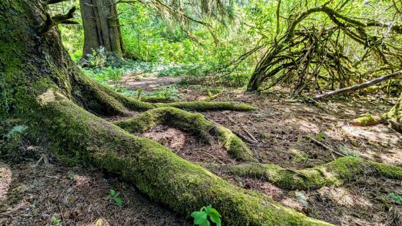 Floyd M Thorton nature trail - Forks, WA