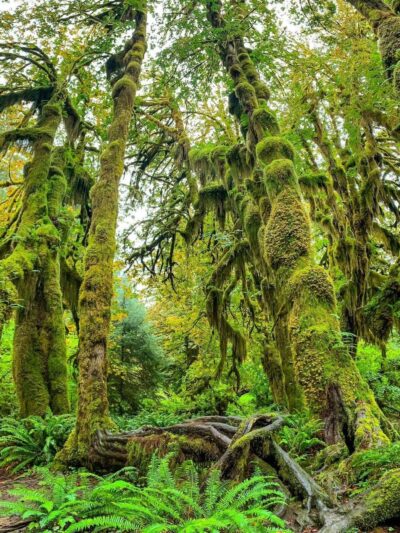 Hall of Mosses Trailhead - Forks, WA