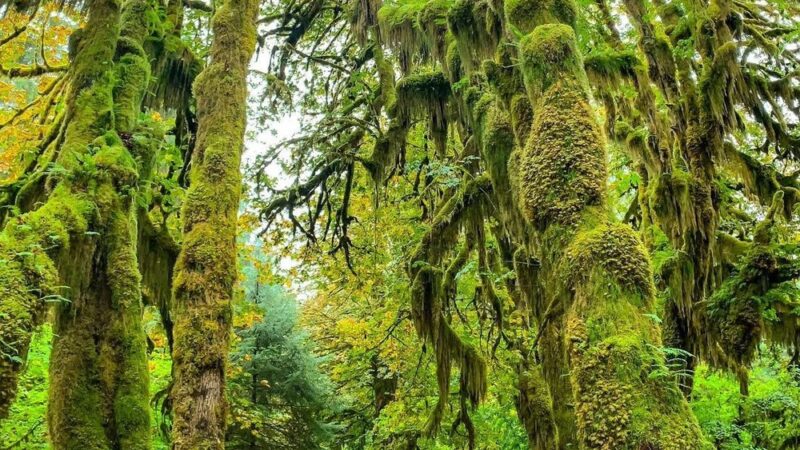 Hall of Mosses Trailhead - Forks, WA