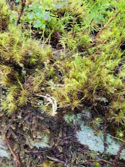 Hall of Mosses Trailhead - Forks, WA