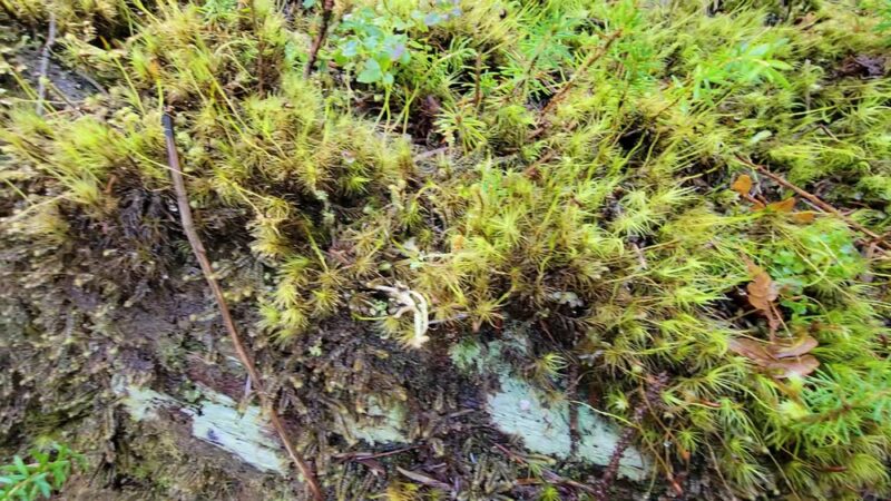 Hall of Mosses Trailhead - Forks, WA