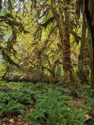 Hall of Mosses Trailhead - Forks, WA
