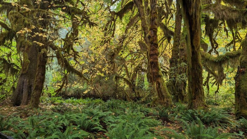 Hall of Mosses Trailhead - Forks, WA