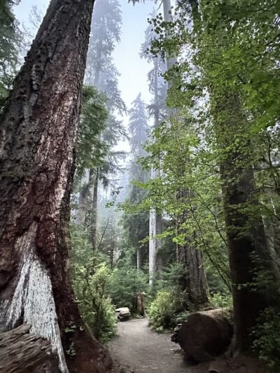 Hall of Mosses Trailhead - Forks, WA