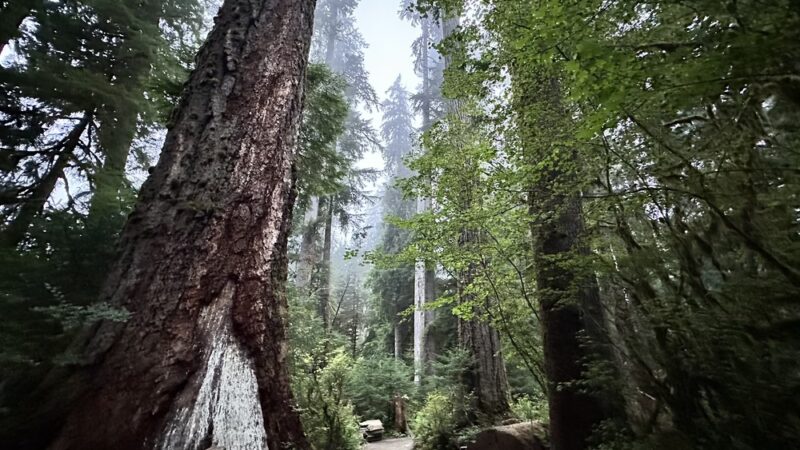 Hall of Mosses Trailhead - Forks, WA