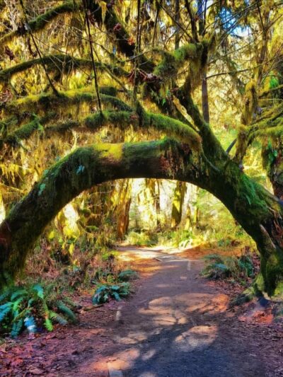 Hall of Mosses Trailhead - Forks, WA