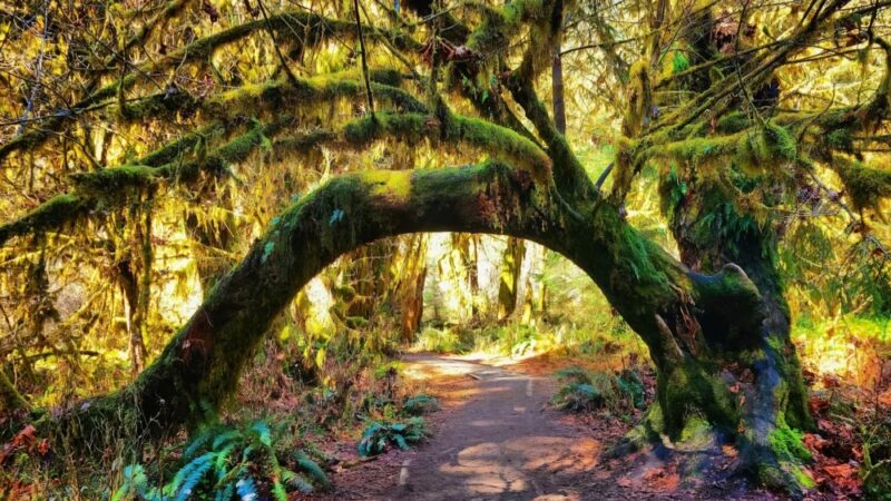 Hall of Mosses Trailhead - Forks, WA