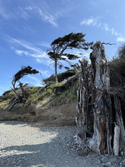 Kalaloch Public Beach Access - Forks, WA