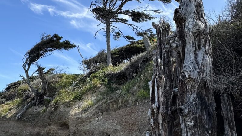 Kalaloch Public Beach Access - Forks, WA