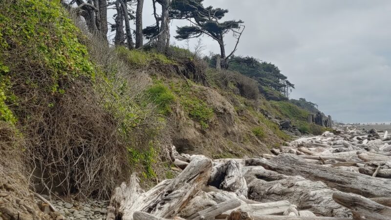 Kalaloch Public Beach Access - Forks, WA