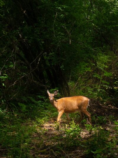 Wandering Woodlands - Forks, WA
