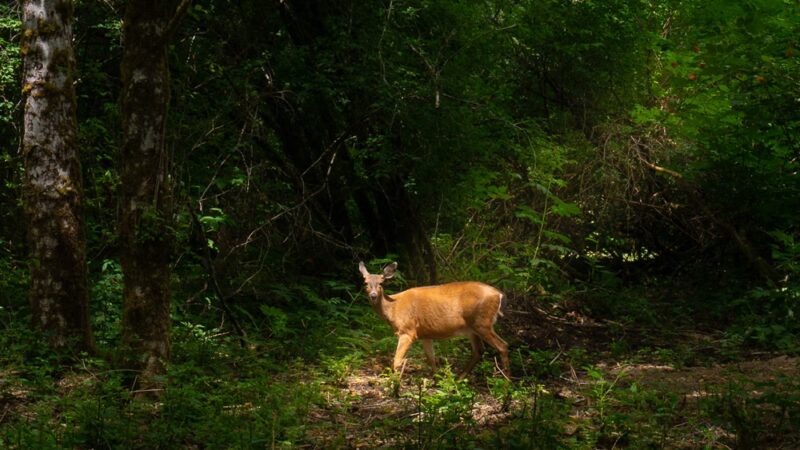 Wandering Woodlands - Forks, WA