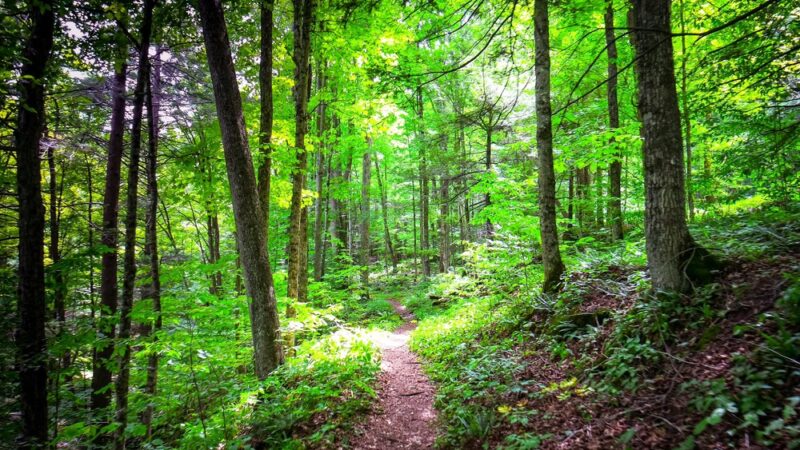 Worlds End State Park - Forksville, PA