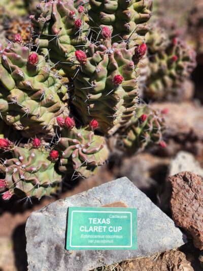 Chihuahuan Desert Outside Loop Trail - Fort Davis, TX